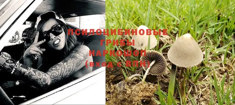 где купить наркотик  Арск  Псилоцибиновые грибы Magic Shrooms 